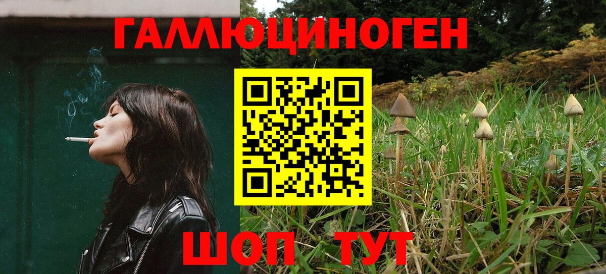 где найти   Вход с VPN  Чебоксары  Псилоцибиновые грибы Psilocybine cubensis 